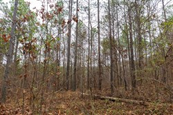 Lightning Ridge Tract 126