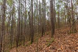 Lightning Ridge Tract 129