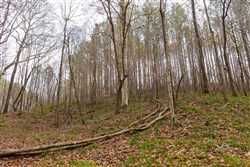 Lightning Ridge Tract 130