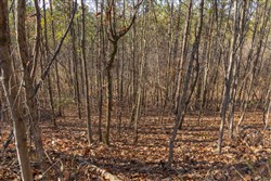 Lightning Ridge Tract 132