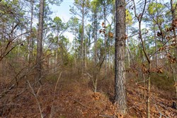 Lightning Ridge Tract 133