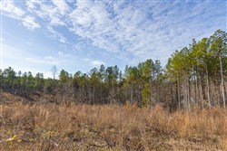 Lightning Ridge Tract 137