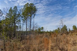 Lightning Ridge Tract 139