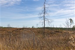 Lightning Ridge Tract 140