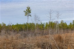 Lightning Ridge Tract 141