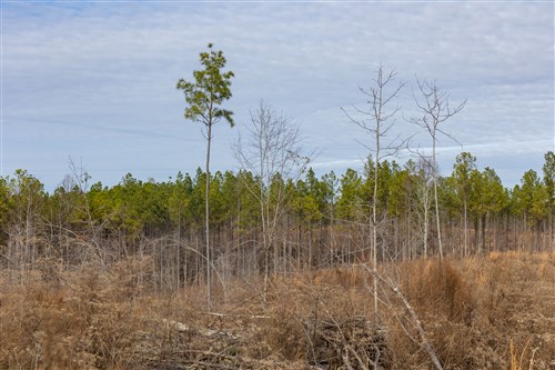 Lightning Ridge Tract 141