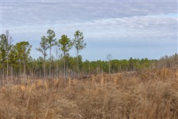 Lightning Ridge Tract 141