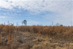 Lightning Ridge Tract 141