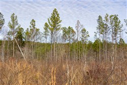 Lightning Ridge Tract 144