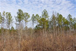 Lightning Ridge Tract 144