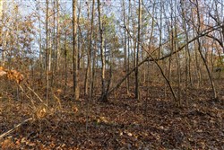 Lightning Ridge Tract 144