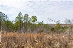 Lightning Ridge Tract 145