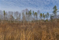 Lightning Ridge Tract 146