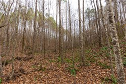 Lightning Ridge Tract 146