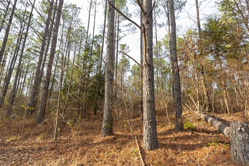 Lightning Ridge Tract 148