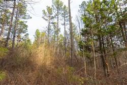 Lightning Ridge Tract 148