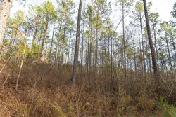 Lightning Ridge Tract 149