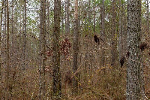 Lightning Ridge Tract 150