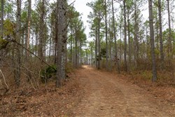 Lightning Ridge Tract 150