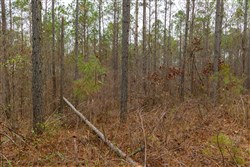 Lightning Ridge Tract 150