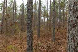 Lightning Ridge Tract 150