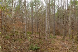 Lightning Ridge Tract 151