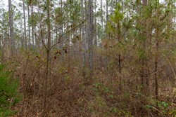 Lightning Ridge Tract 151