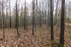 Lightning Ridge Tract 19