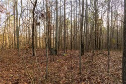 Lightning Ridge Tract 19