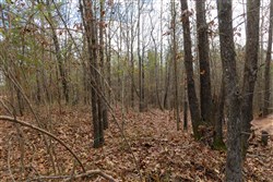 Lightning Ridge Tract 21