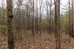 Lightning Ridge Tract 21