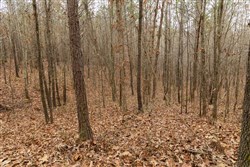 Lightning Ridge Tract 22