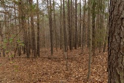 Lightning Ridge Tract 22