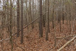 Lightning Ridge Tract 23