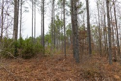 Lightning Ridge Tract 24