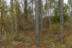 Lightning Ridge Tract 24