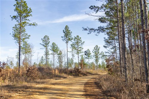 Lightning Ridge Tract 25