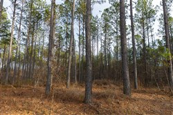 Lightning Ridge Tract 25