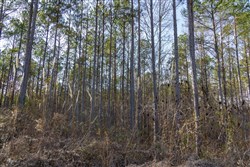 Lightning Ridge Tract 26