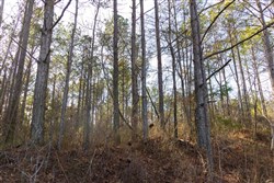 Lightning Ridge Tract 26