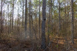 Lightning Ridge Tract 29