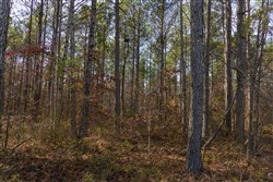 Lightning Ridge Tract 29