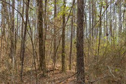 Lightning Ridge Tract 3