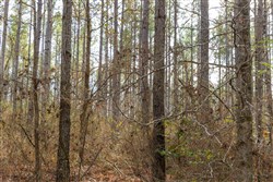 Lightning Ridge Tract 3