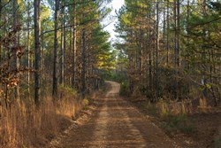 Lightning Ridge Tract 31
