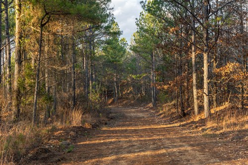 Lightning Ridge Tract 31