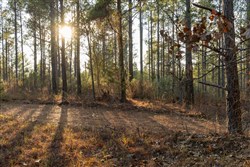 Lightning Ridge Tract 31