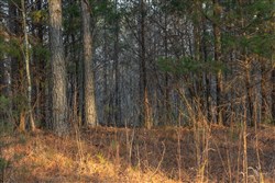 Lightning Ridge Tract 31