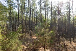 Lightning Ridge Tract 32