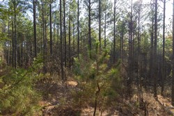 Lightning Ridge Tract 32